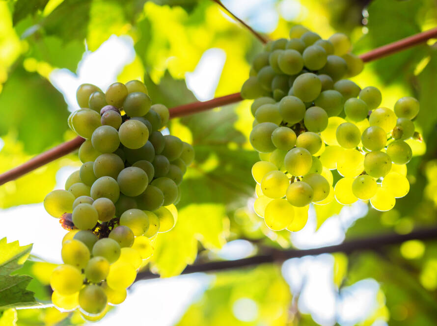 our vision 2 Winewave